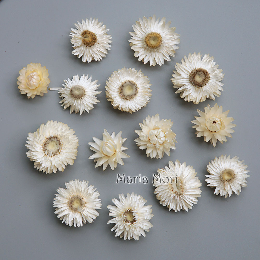 Holiday Candle Set - Karangan bunga krisan warna-warni kering alami